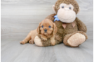 Meet Princeton - our Cavalier King Charles Spaniel Puppy Photo 2/3 - Premier Pups