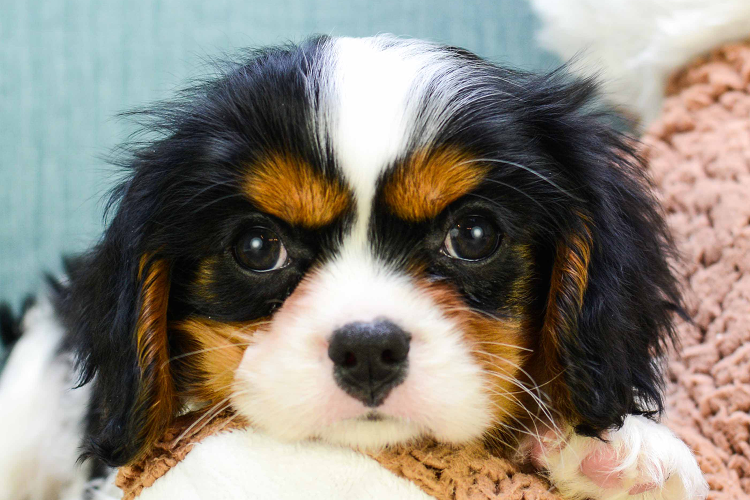 free king charles cavalier puppies near me