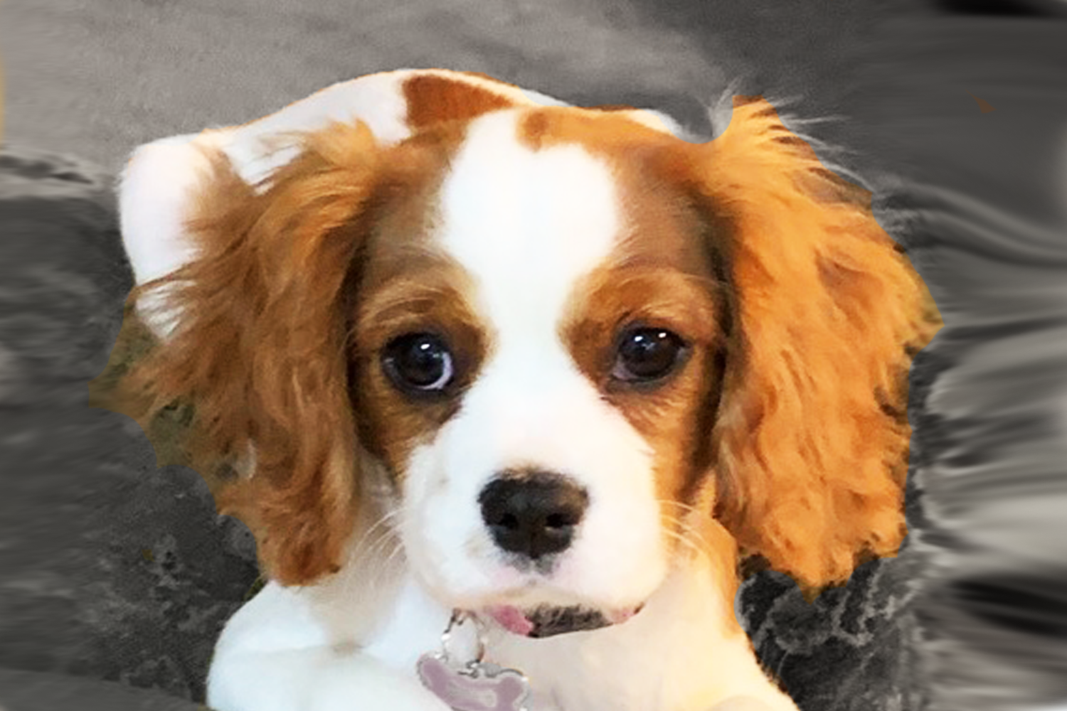 king charles cavalier puppies