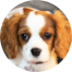 Cavalier King Charles Spaniel Puppy For Sale - Premier Pups