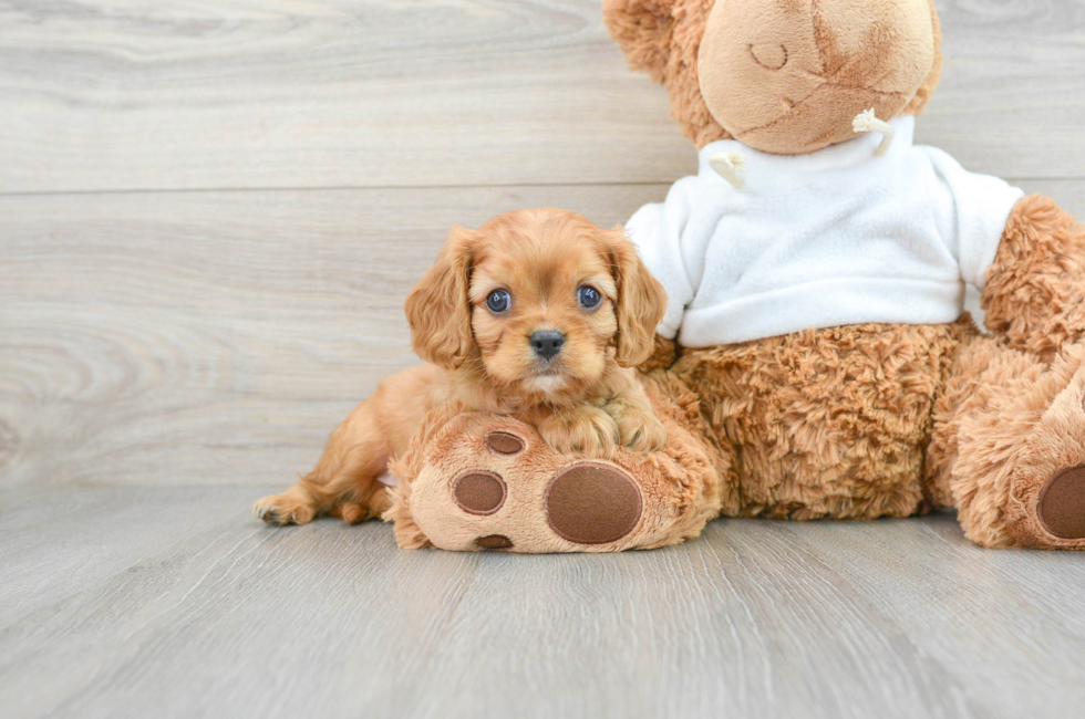 6 week old Cavalier King Charles Spaniel Puppy For Sale - Premier Pups
