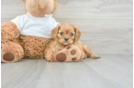Cavalier King Charles Spaniel Puppy for Adoption