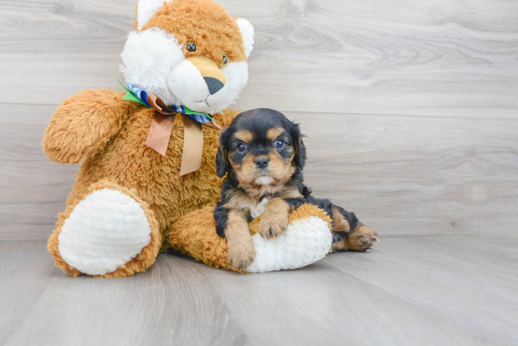 Meet Quill - our Cavalier King Charles Spaniel Puppy Photo 2/3 - Premier Pups