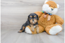 Meet Quill - our Cavalier King Charles Spaniel Puppy Photo 1/3 - Premier Pups