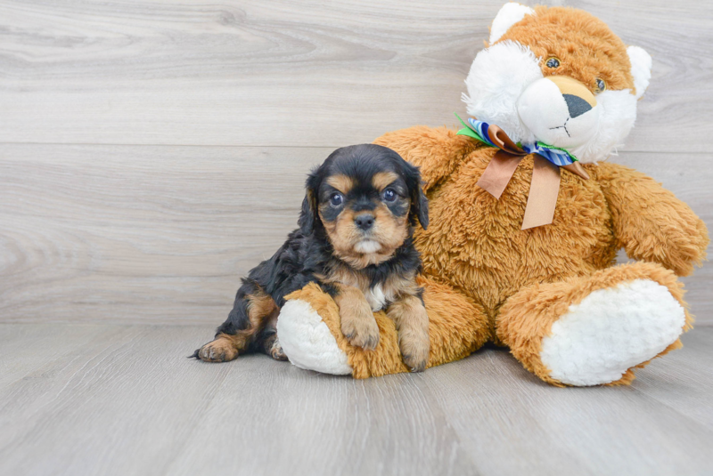 Meet Quill - our Cavalier King Charles Spaniel Puppy Photo 1/3 - Premier Pups