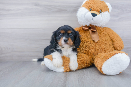 Fluffy Cavalier King Charles Spaniel Purebred Puppy