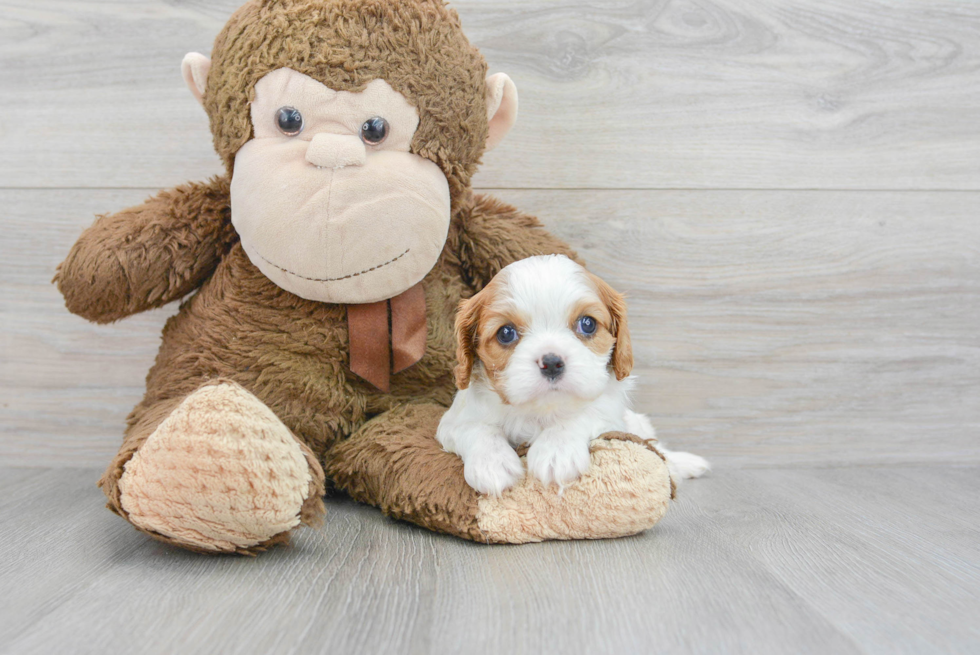 Cavalier King Charles Spaniel Puppy for Adoption