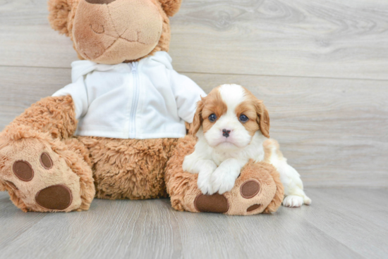 Best Cavalier King Charles Spaniel Baby