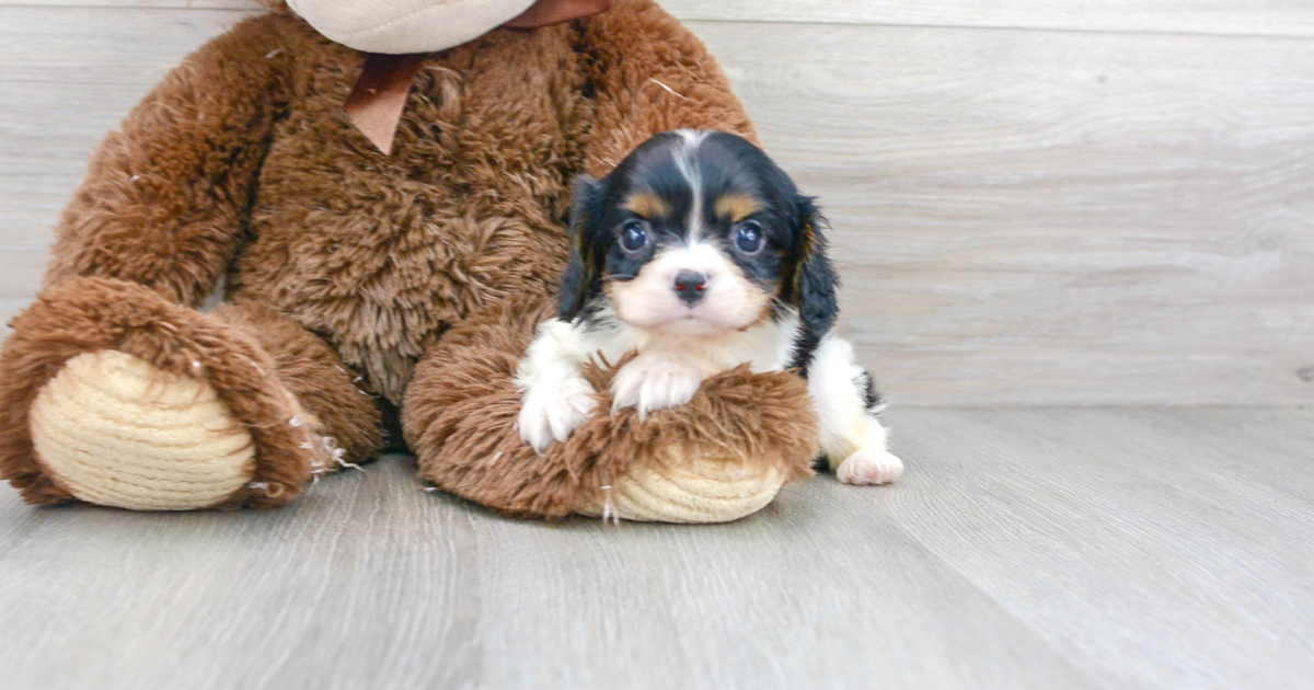 Cute Cavalier King Charles Spaniel Alfred: 2lb 15oz Purebred Puppy
