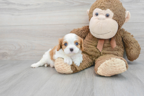 Small Cavalier King Charles Spaniel Purebred Pup