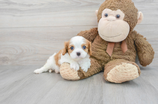 Small Cavalier King Charles Spaniel Purebred Pup