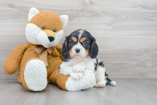 Playful Cavalier King Charles Spaniel Purebred Pup