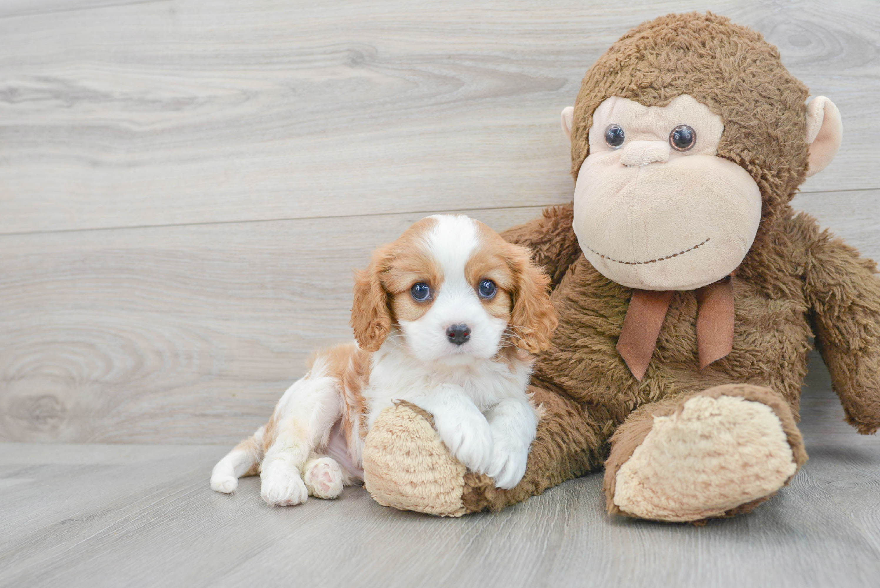 Baby king charles cavalier hot sale spaniel