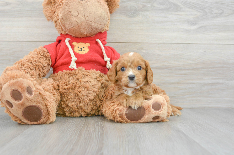 7 week old Cavapoo Puppy For Sale - Premier Pups