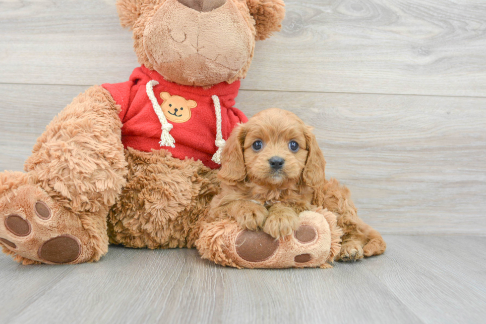 Fluffy Cavapoo Poodle Mix Pup