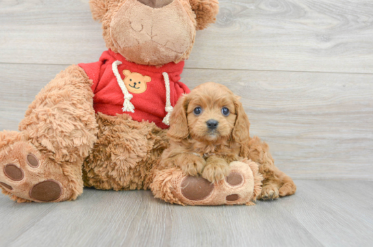Fluffy Cavapoo Poodle Mix Pup