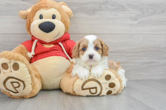 Cavapoo Pup Being Cute