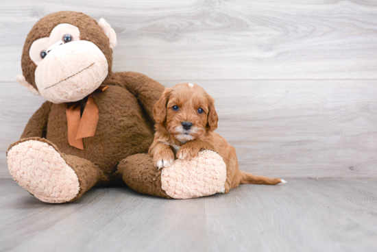 Friendly Cavapoo Baby