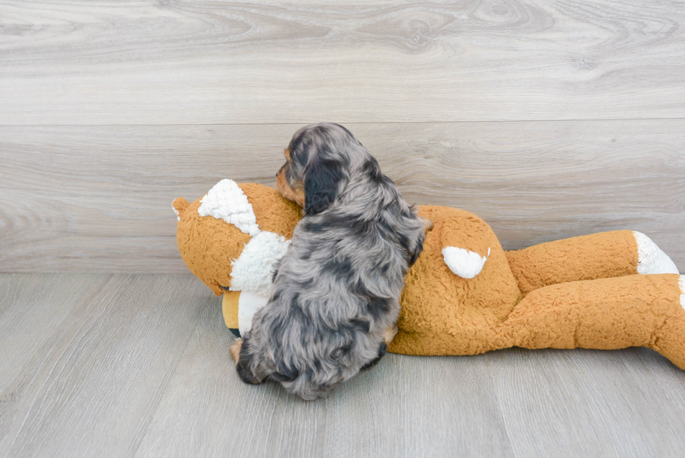Meet Albany - our Cavapoo Puppy Photo 3/3 - Premier Pups