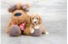 Meet Albany - our Cavapoo Puppy Photo 1/3 - Premier Pups