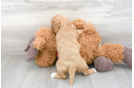 Meet Albany - our Cavapoo Puppy Photo 3/3 - Premier Pups