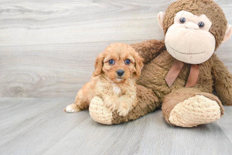 Meet Albany - our Cavapoo Puppy Photo 2/3 - Premier Pups