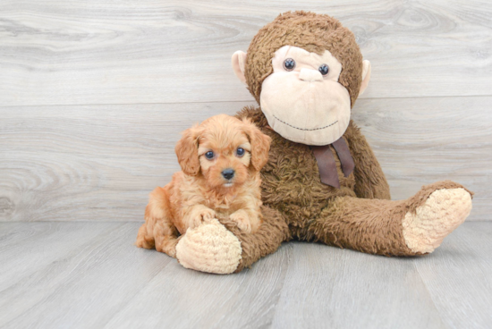 Adorable Cavoodle Poodle Mix Puppy