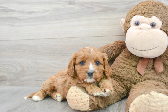 Cavapoo Pup Being Cute