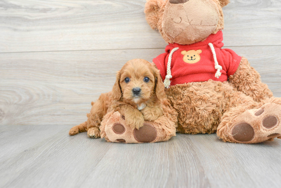 Smart Cavapoo Poodle Mix Pup