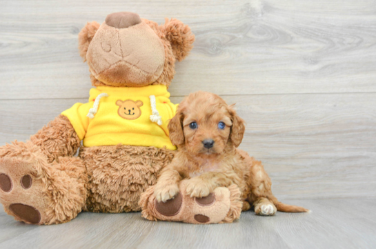Sweet Cavapoo Baby