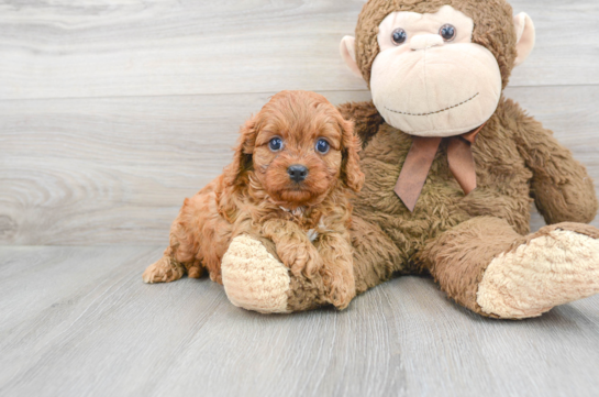 7 week old Cavapoo Puppy For Sale - Premier Pups