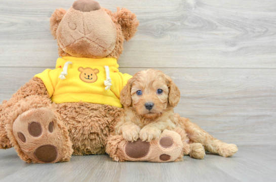 Cavapoo Pup Being Cute