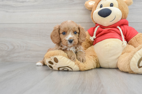 Cavapoo Puppy for Adoption
