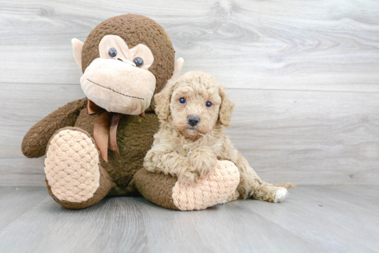 Cavapoo Pup Being Cute