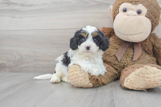 Sweet Cavapoo Baby