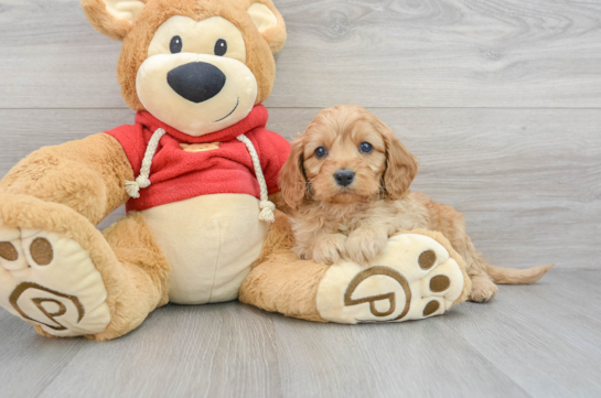 Smart Cavapoo Poodle Mix Pup