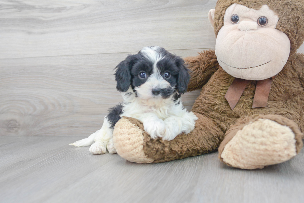 Meet Anthony - our Cavapoo Puppy Photo 1/3 - Premier Pups