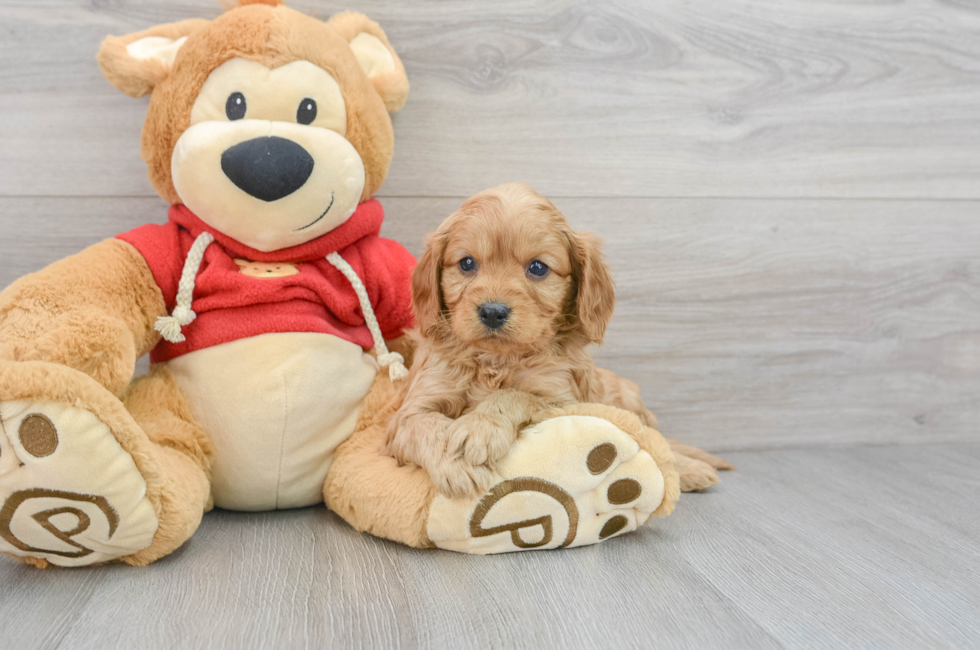 5 week old Cavapoo Puppy For Sale - Premier Pups