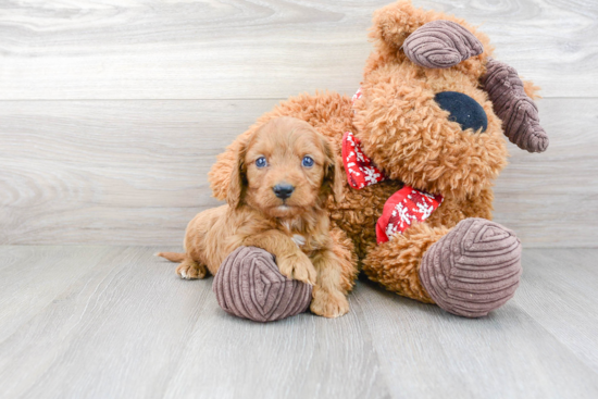 Energetic Cavoodle Poodle Mix Puppy