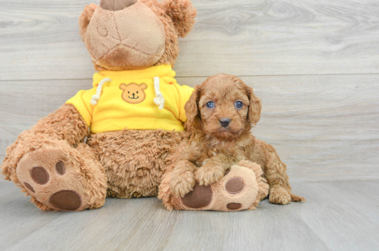 Happy Cavapoo Baby