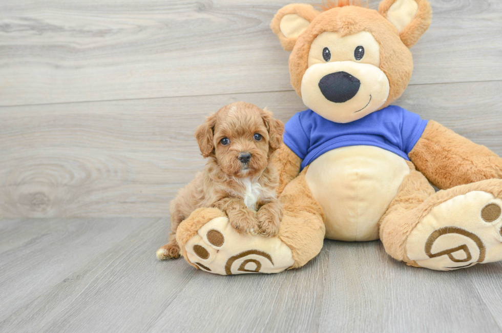 8 week old Cavapoo Puppy For Sale - Premier Pups