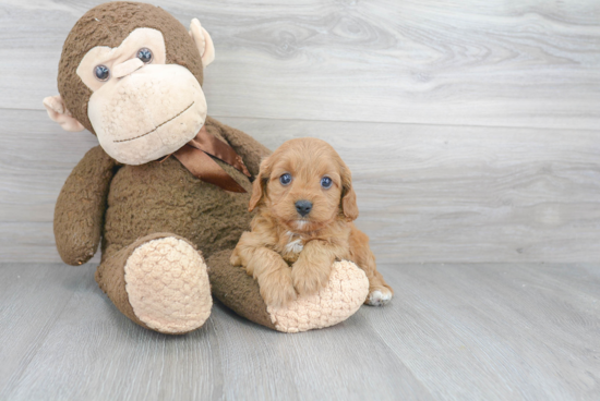 Best Cavapoo Baby