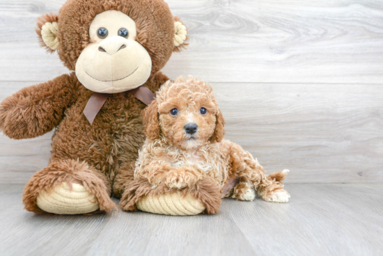 Energetic Cavoodle Poodle Mix Puppy