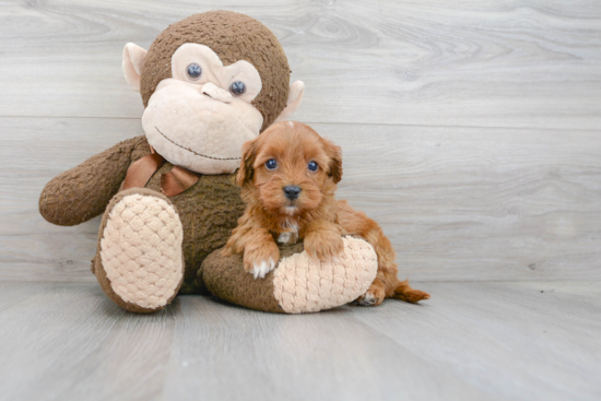 Best Cavapoo Baby