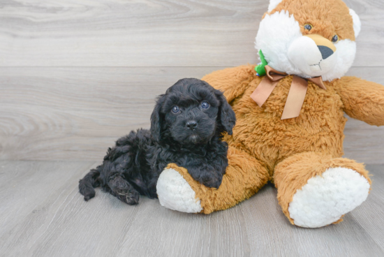 Cute Cavapoo Baby