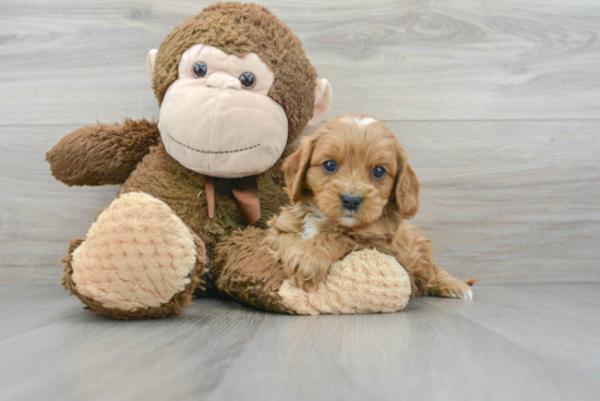 Adorable Cavoodle Poodle Mix Puppy