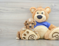 8 week old Cavapoo Puppy For Sale - Premier Pups