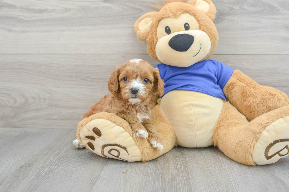 9 week old Cavapoo Puppy For Sale - Premier Pups