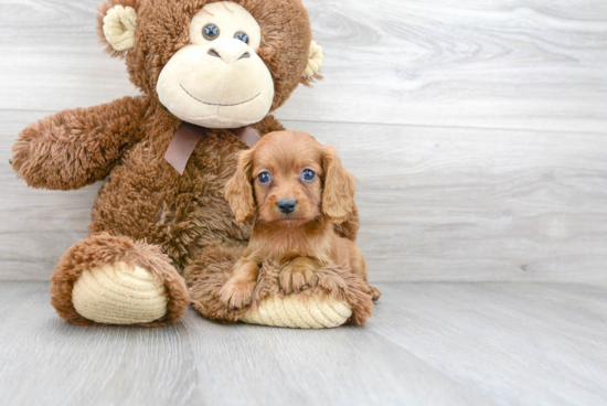 Best Cavapoo Baby