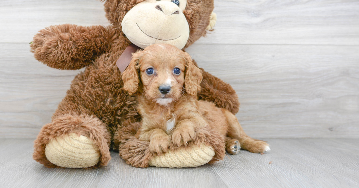 Adorable Cavapoo Boomer: 5lb 14oz Doodle Puppy